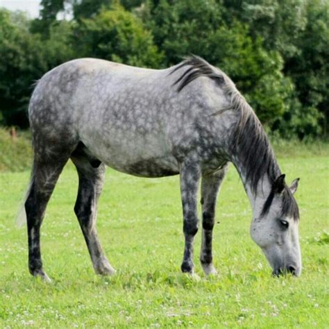 dappled grey horse grazing dapple grey horses horses grey horse