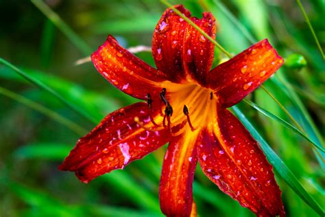 Neben den großblumigen lilien sind auch die asiatischen lilien recht beliebte ga. Lilie im Garten Foto & Bild | pflanzen, pilze & flechten ...