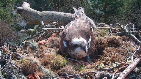 Nc0 Lays Her Third Egg Scottish Wildlife Trust