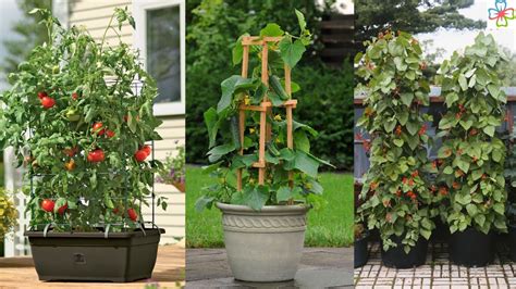 17 Best Vegetables To Grow Vertically Vegetables That Grow In