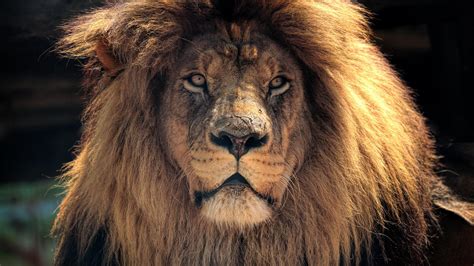 Amazing Lion Backiee