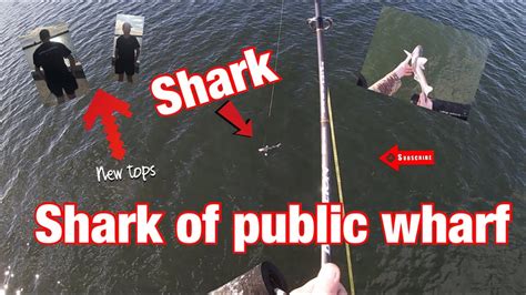 Shark Of Public Wharf Youtube