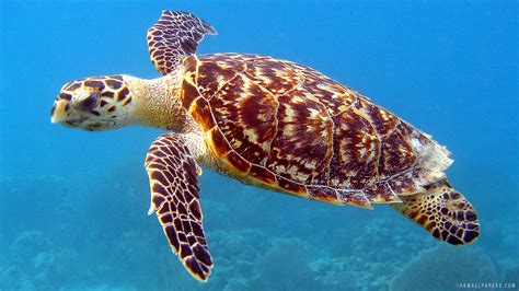 Free Download Hawksbill Sea Turtle Hd Wallpaper Ihd