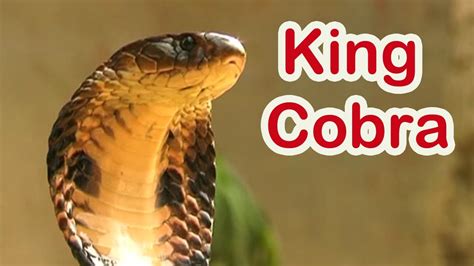 King Cobra Facts For Kids Fun Facts About Kind Cobras