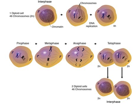 Mitosis Definition V1 By National Human Genome Research Institute