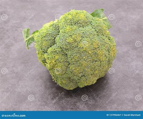 Head Of Calabrese Broccoli Starting To Perish Stock Image Image Of
