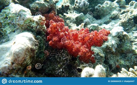 Beautiful Coral Reefs Of The Red Sea Stock Image Image Of Reefs