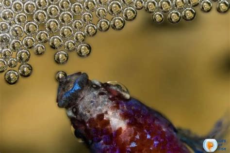 Why Are Female Betta Eggs Sticking Out And How To Treat