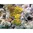 Mustard Hill Coral Shows Genetic Plasticity  The Scientist Magazine®