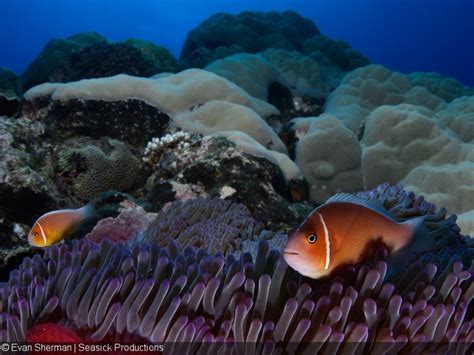 Getting Great Color In Underwater Video With Your Dslr