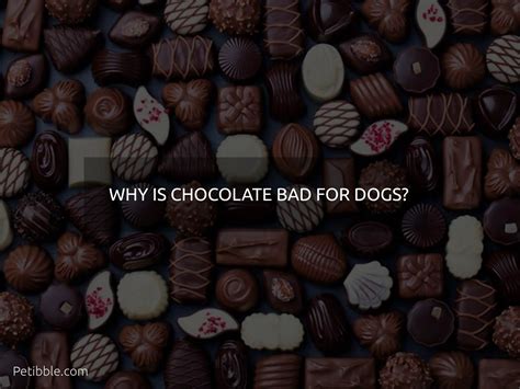 Why Is Chocolate Bad For Dogs 🐶 Petibble