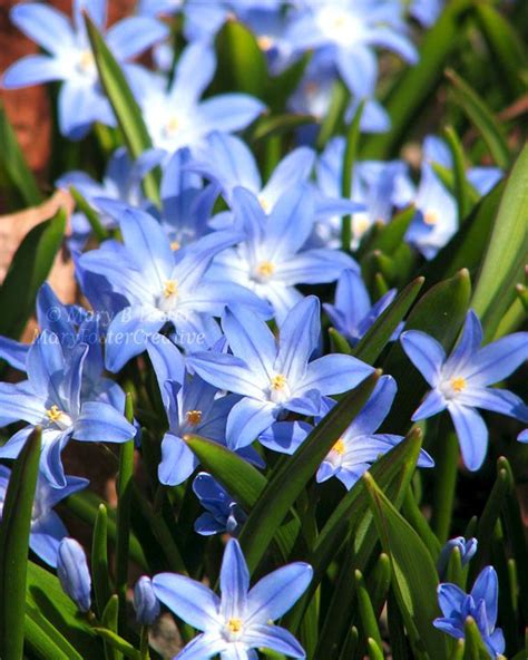 Spring Flowers Photography Blue Glory Of The Snow Spring Flowers