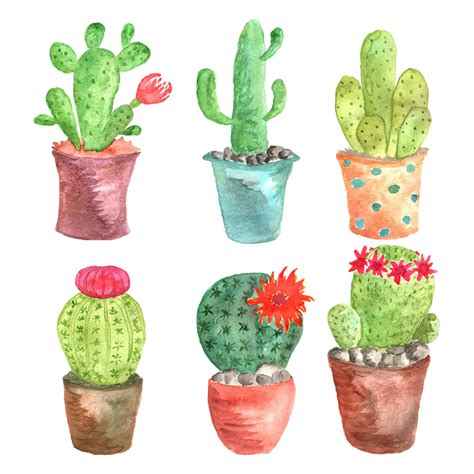 This clipart set includes 10 images which are illustrations of cactus plants. 5 flores y plantas para regalar a un hombre | FloraQueen