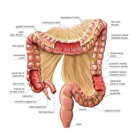 Where Small And Large Intestine Connect How Long Are Your Intestines