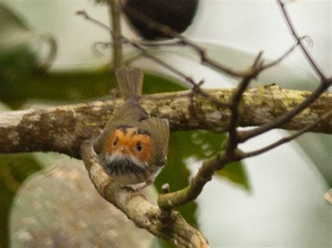 Rufous Faced Warbler Chích đớp Ruồi Mặt Hung Abroscopus Albogularis