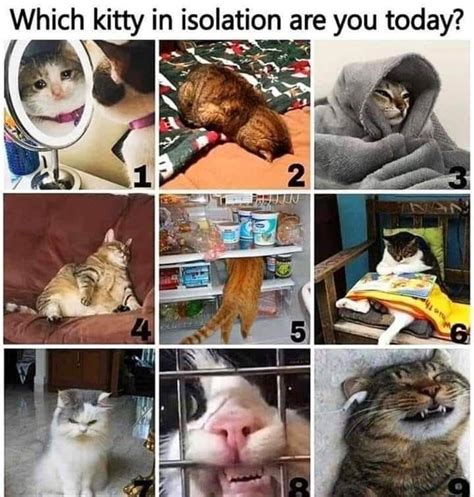Which One Funny Animal Memes Cat Memes Animal Memes