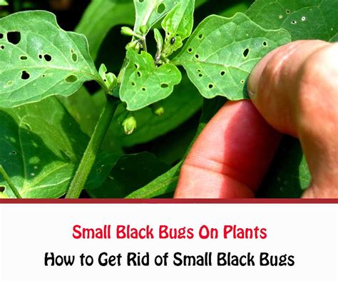 Top 10 Little Black Bugs On Plants