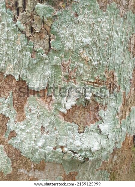 Tree Barks Series Backgrounds Textures Stock Photo 2159125999