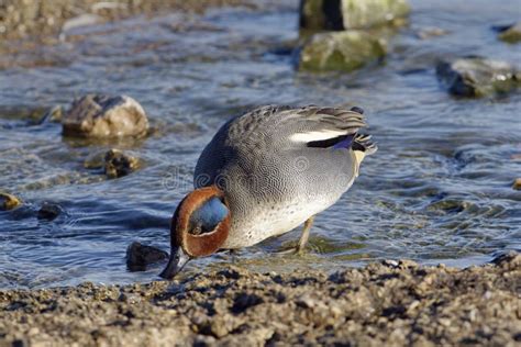 Common Teal Stock Image Image Of Nature British Gloucestershire