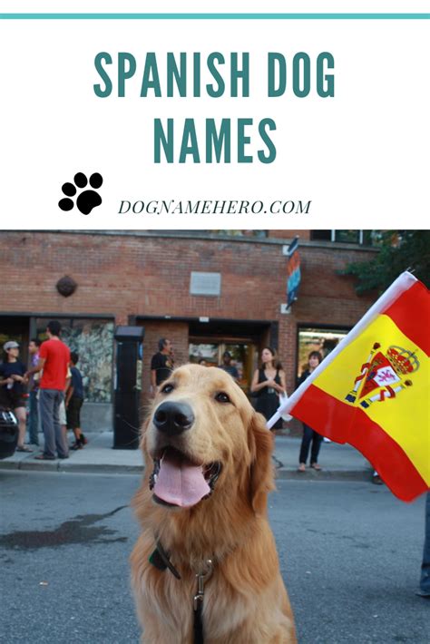 Cool spanish nicknames for girls. 120 Spanish Dog Names With Meanings | Dog names