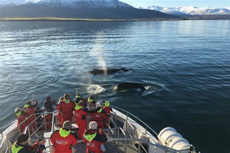 Whale Watching Tour In Akureyri Iceland Unlimited