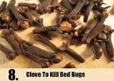 Bed Bug Treatment Uae Pictures