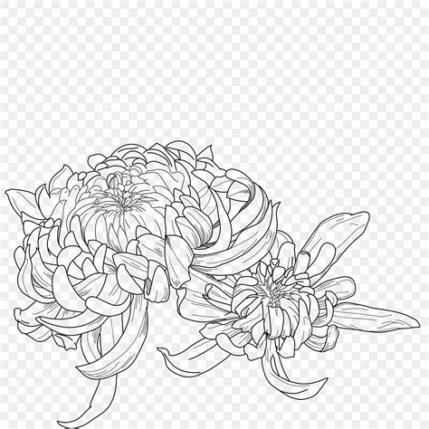 Line Drawing Chrysanthemum Chrysanthemum Drawing Chrysanthemum Sketch