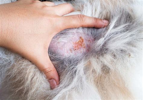 23 Droll Skin Diseases Dog Picture Ukbleumoonproductions