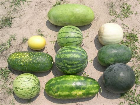 Watermelon Has Much Genetic Variability The Cucurbit Genetics