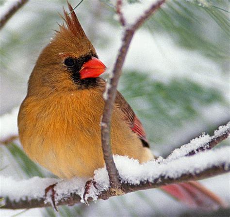 Northern Cardinal Bright Red Fierce Defender Animal