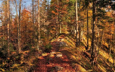 landscape, Nature, Tree, Forest, Woods, Autumn Wallpapers HD / Desktop 