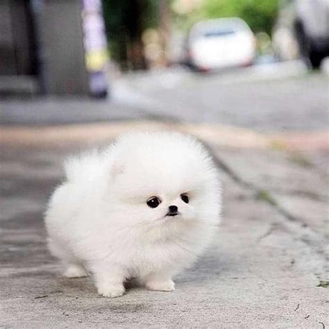 So Cute Fluff Ball Ifttt2nmkooh Cute Animals Cute Fluffy Dogs