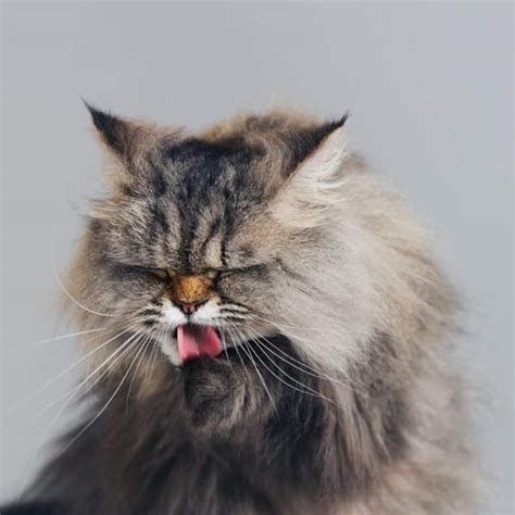 Are Hairballs In Cats Normal Beverly Hills Veterinary Associates