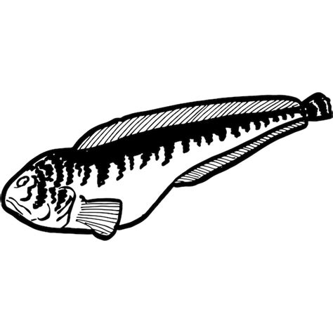 Premium Vector Hand Sketched Catfish Fish Vector