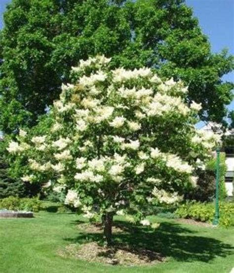 Belmar Plants 10 Japanese Lilac Trees Along Eighth Avenue At Silver Lake Belmarlake Como Nj
