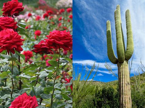 The Story Of A Red Rose And A Cactus World Of Succulents
