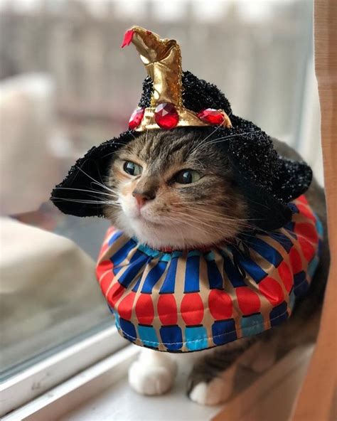 Giggly Cat Cute Cat Costumes Cat Costumes Cute Cat