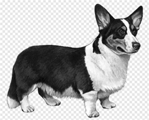 Corgi Free Icon Library