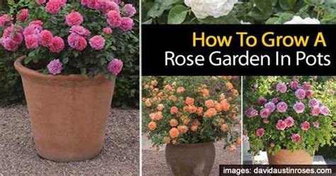 Tips For Growing A Rose Garden In Pots