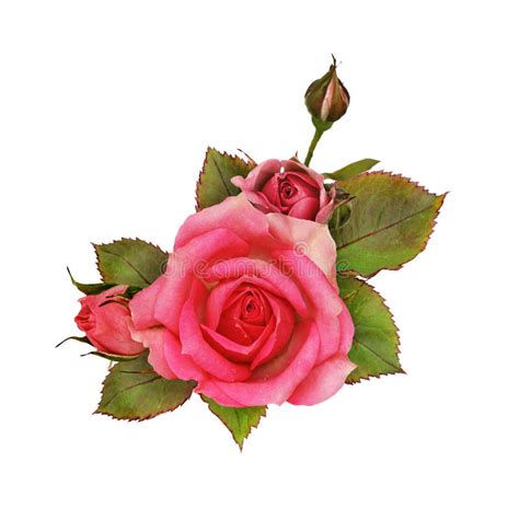 Pink Rose Flowers Stock Photo Image Of Arrangement Heart 49298948