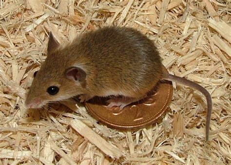 Biology Blogs — 23 The African Pygmy Mouse