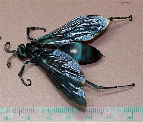 Blue Black Winged Wasp Pepsis Grossa Bugguidenet