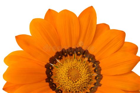 Orange Flower Stock Photo Image Of People Flora Nature 18770152