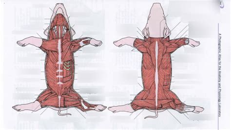 Muscular System Ii Fetal Pig Diagram Diagram Quizlet