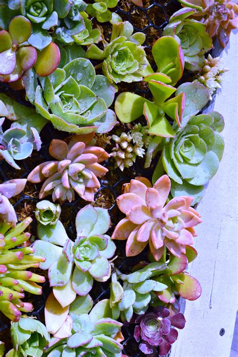 Diy gold & concrete succulent planters from the soccer mom blog. DIY Hanging Succulent Planter - My Uncommon Slice of Suburbia