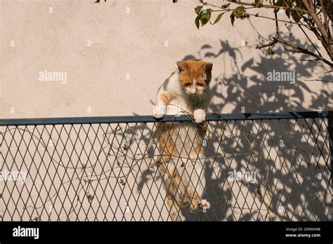 A Cat Jumping Over The Fence Stock Photo Alamy
