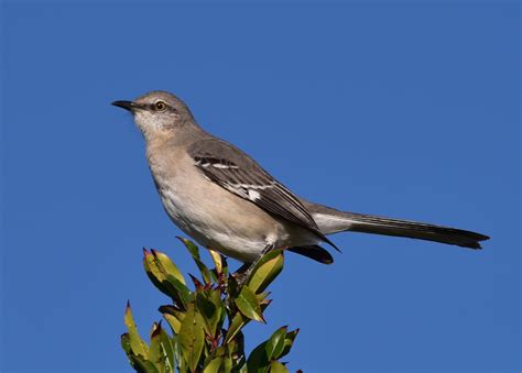 Mockingbird Perched Free Stock Photo Public Domain Pictures