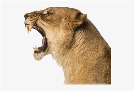 Lion Side Profile Roaring