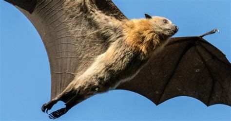 bats  western australia integrate sustainability