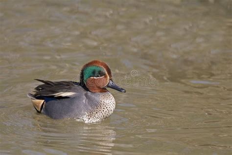 A Male Eurasian Teal Anas Crecca Swimming Stock Photo Image Of Duck